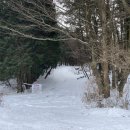 관음사의 왕벚나무자생지 이미지