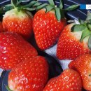 유등연지 | <상품리뷰> 제철 맞은 달달한 청도 딸기 '청도 김창수 달콤딸기'