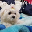 탑애견강아지고양이