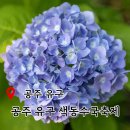 공주-29 | 2025년 공주 유구 수국축제 아이와 함께 후기