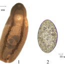 Clinostomum complanatum. 이미지