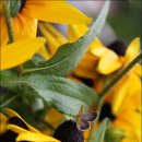 행복flower