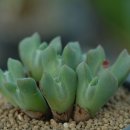 Conophytum Regale 이미지