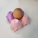 어쩌다파충류x코지렙타일 네이버블로그