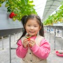 경남농장 | 경남 딸기따기 체험 농장, 아이와 가볼만한곳 빗돌배기마을