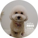 개들의 집 이미지