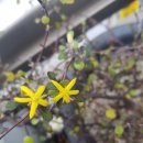 크로키아 이미지