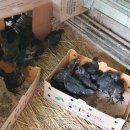 화순우리맛닭영농조합법인 이미지