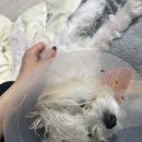 다봄 동물병원 이미지