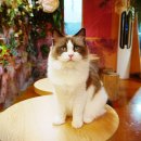 테이블에이 이미지