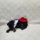 버디독 강아지분양 안심분양센터 시흥점 이미지