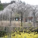 영산 만년교 이미지