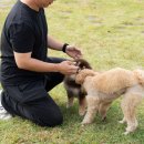 금산 활력의집 | 강아지입양보내기 금산강아지파양 마음의 구석구석이 허전해요