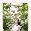 목수국 이미지