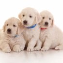 피 엘에이 이미지