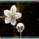 카페스토리 이미지