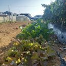 해뜬농장 이미지