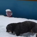 허그도그 이미지