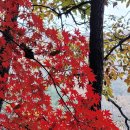 백암산 단풍구경 하세요^^ 이미지