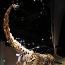 알라모사우루스 이미지