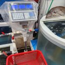 바다수산대게마트 | [울진죽변항맛집] 바다수산대게마트 박달대게 우리회식당 광어회 내돈내산