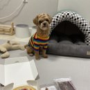 댕큐베리 이미지