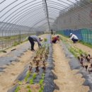 김광수농장 이미지