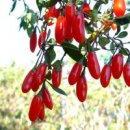 산수유(山茱萸)의 약성(藥性) 이미지