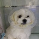 24시 더나은 동물메디컬 센터 이미지