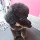 위드독스 샵 이미지