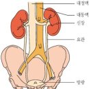 요도 이미지