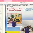 Plants I 오세아 l 강민서 이미지