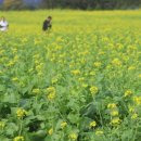 봄꽃에서첫눈까지 이미지