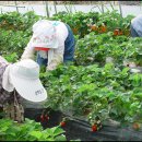 갑이농장 이미지