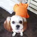 해피 애견 놀이방 이미지