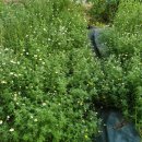 마일농장 이미지