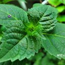 푸른봄약국 이미지