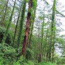 치악산둘레길 1코스 꽃밭머리길 이미지