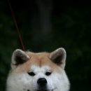 카미 이미지