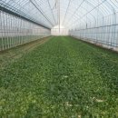 삼박농장 이미지