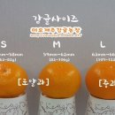봉주르후르츠