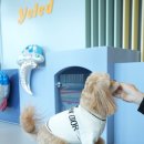 옐레드 애견유치원 & 애견호텔 대전노은점 이미지