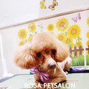 로즈펫살롱 이미지