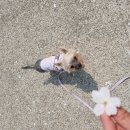 덕분이야모든개 이미지