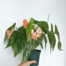 오렌지드롭(Orange Drop) 이미지