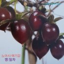 진자색 감 찐한 커피색 차 이색품종 노아시 "명:일차 - 一茶 " 최초 소개 이미지