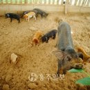 김덕수농장 네이버블로그