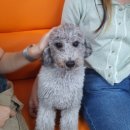 개랑놀아주는남자 이미지