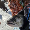 화천마리나 | [화천 산천어 축제] 4인 가족 낚시 성공 후기 & 구이/회 비용 꿀팁 🐟