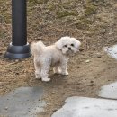 경기동물메디컬센터 | 용인24시동물병원 사람앤동물메디컬센터 눈물 많은 강아지 안과 검진 후기